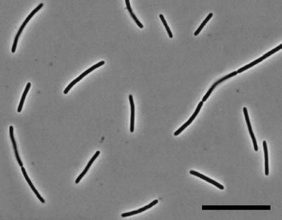 kw11 strain|Thermus kawarayensis KW11 